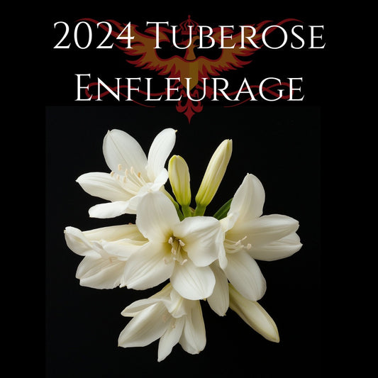 2024 Tuberose Enfleurage