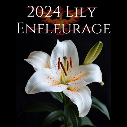 2024 Lily Enfleurage