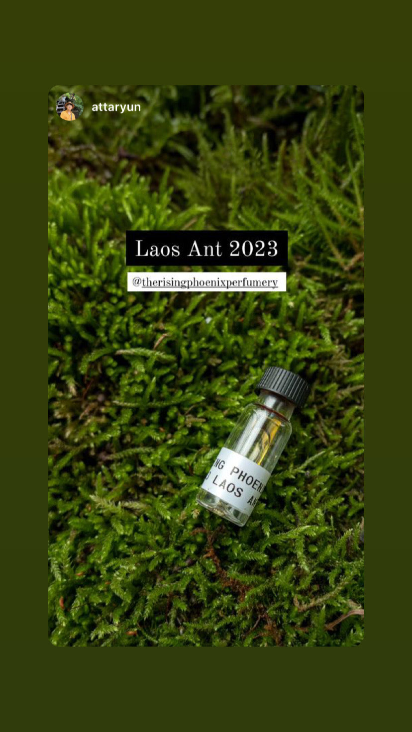 Laos Ant 2023 : New Gen Incense Grade Wild Central Laos Antwood Pure Oud Oil - Dehn al Oudh - Borikhamxay Series