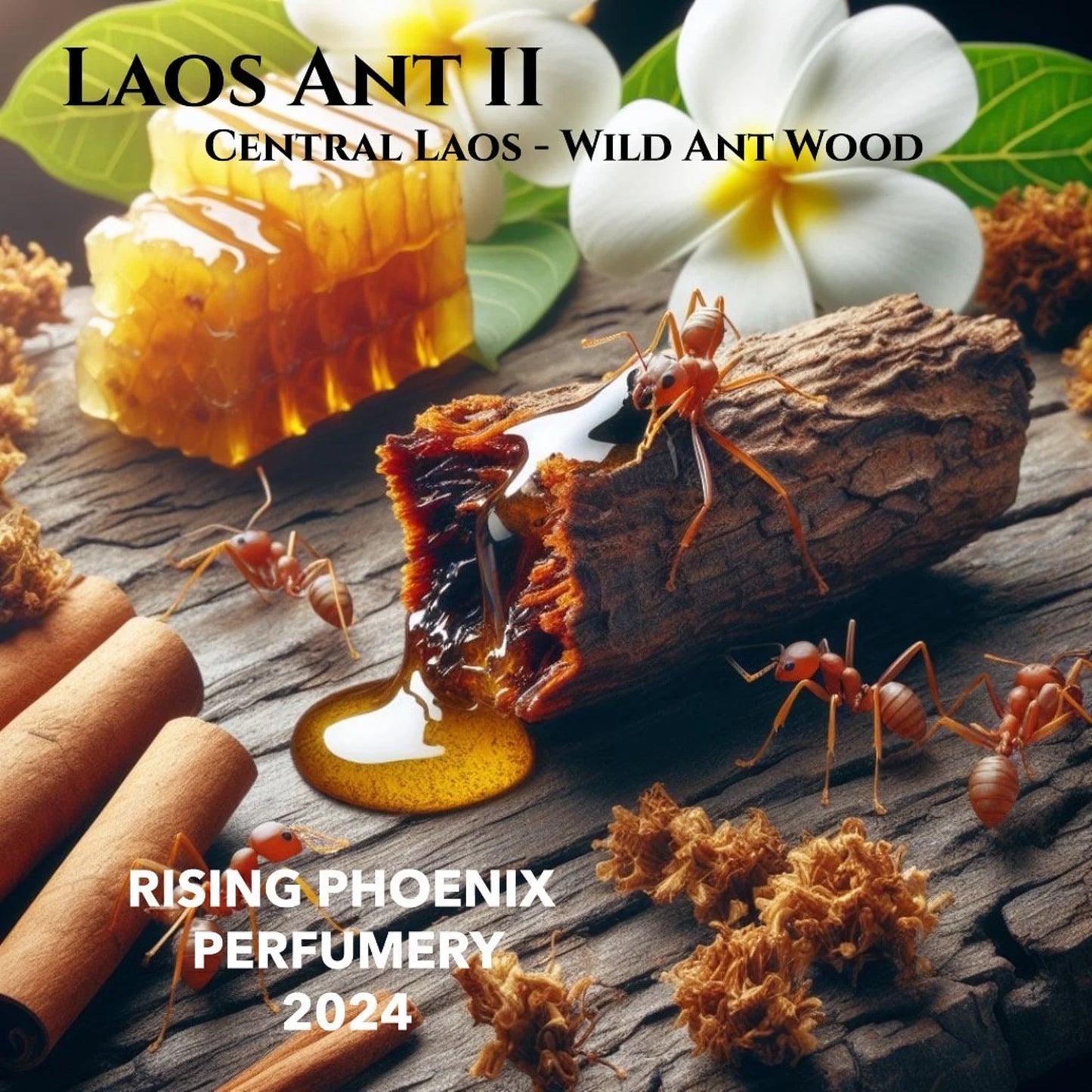 Laos Ant II 2024 : New Gen Wild Central Laos Antwood Pure Oud Oil - Dehn al Oudh - Rising Phoenix Perfumery - Borikhamxay Series