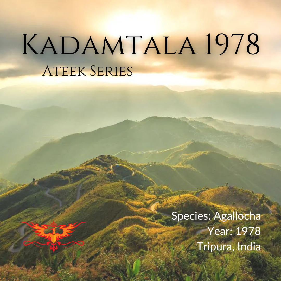 Kadamtala 1978 "Ateek Series" Vintage Artisan Oud Oil